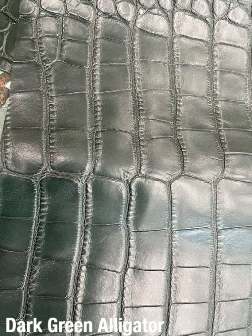 Dark Green Alligator 2