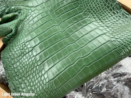 Light Green Alligator 1