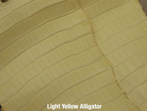 Light Yellow Alligator 1