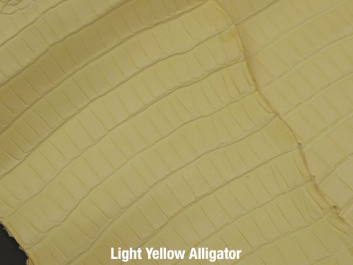 Light Yellow Alligator 2
