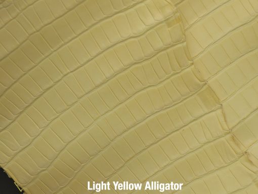 Light Yellow Alligator