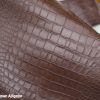 Matter brown alligator 1