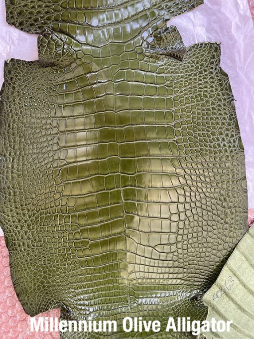 Millennium Olive Alligator 1
