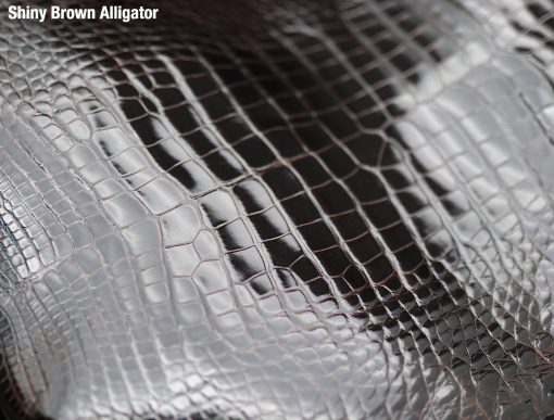Shiny Brown Alligator 1