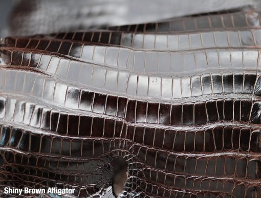 Shiny Brown Alligator 2