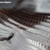 Shiny Brown Alligator 3