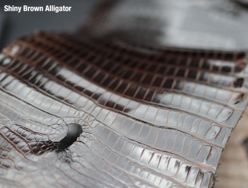 Shiny Brown Alligator 3