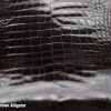 Shiny Brown Alligator 4