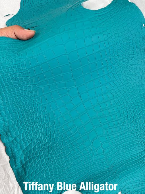 Tiffany Blue Alligator 2